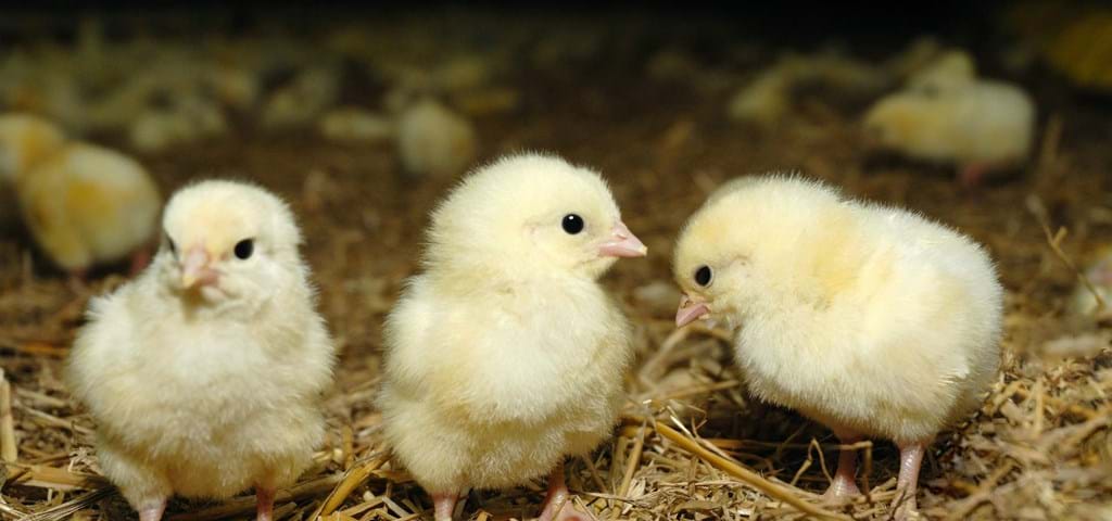 SKIOLD chickens in straw